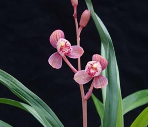 兰花不见阳光可以吗