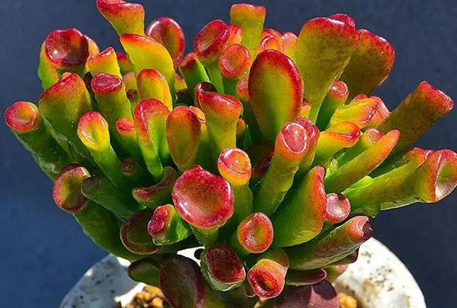 吸财树的扦插方法是什么