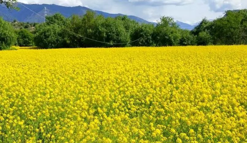 油菜花的种植过程详细