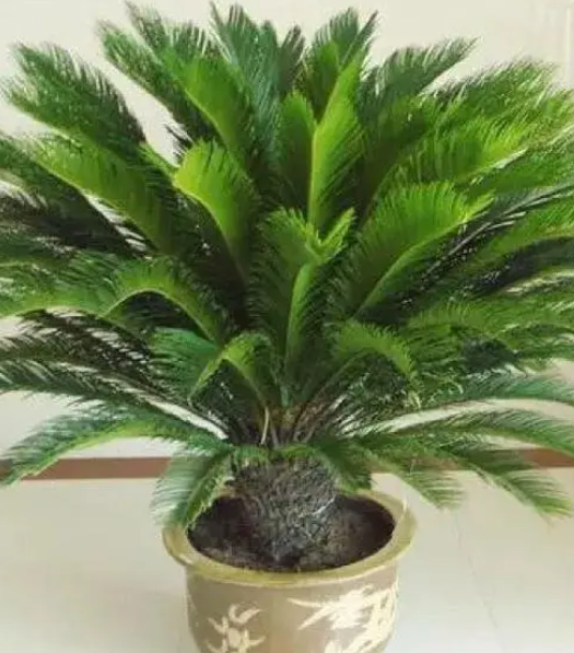 铁树施什么肥比较好