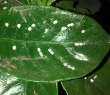 栀子花叶长长虫和白东西