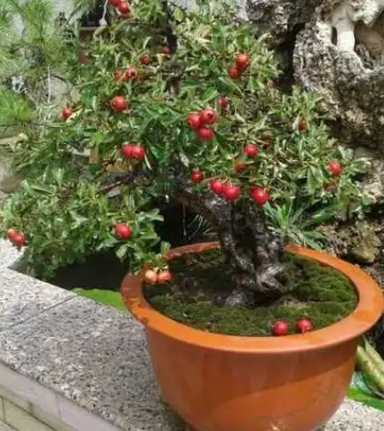 盆景山楂树阳台如何养