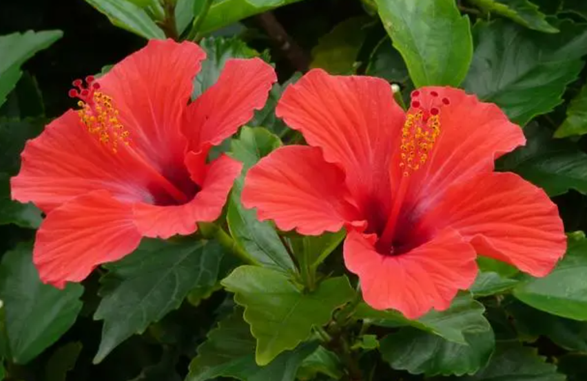 扶桑花用什么水浇好