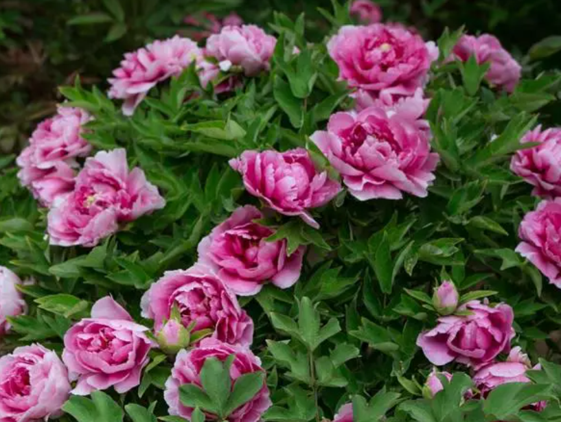 牡丹花什么时候修剪