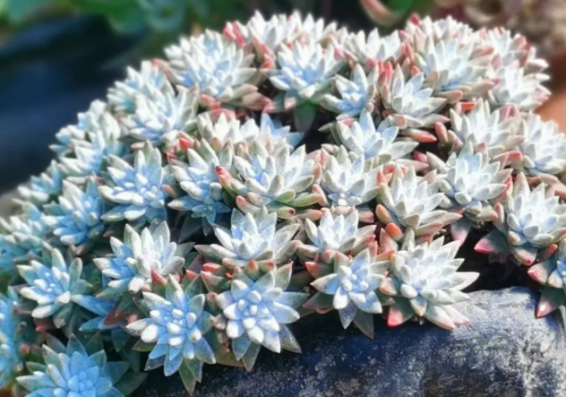 白菊仙女杯几年开花