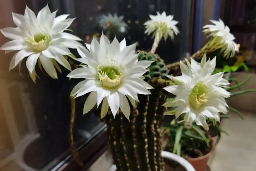 仙人柱什么时候开花