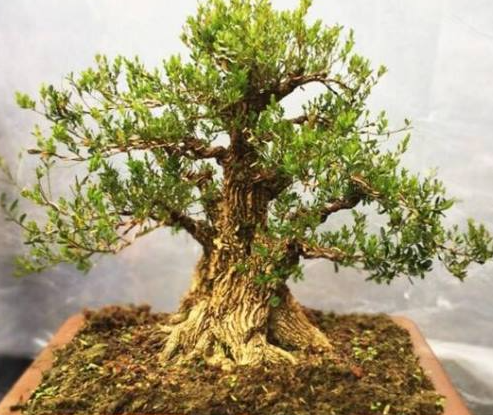 黄杨树用什么肥料最好