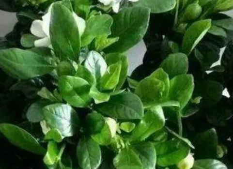 养花的硫酸亚铁有毒吗