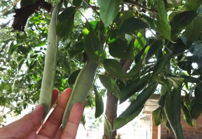 家里种皂角树好不好