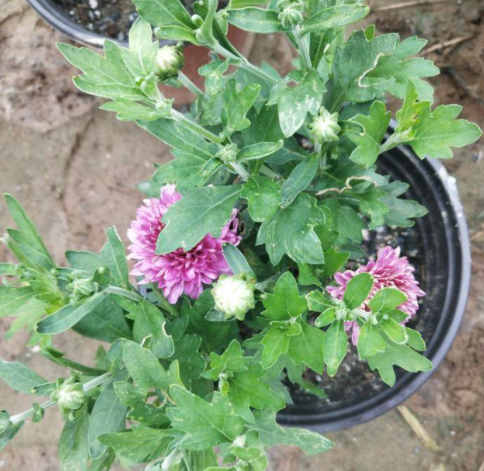 菊花小苗什么季节种最好