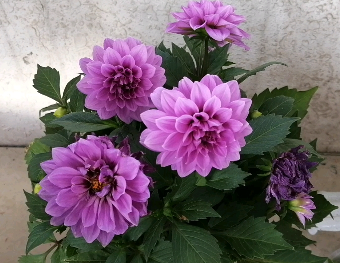 大丽花浇水太多叶子蔫了