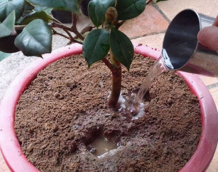 茶花换盆的最佳季节