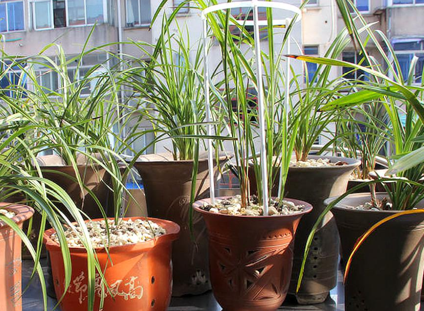 阳台养兰花的正确方法