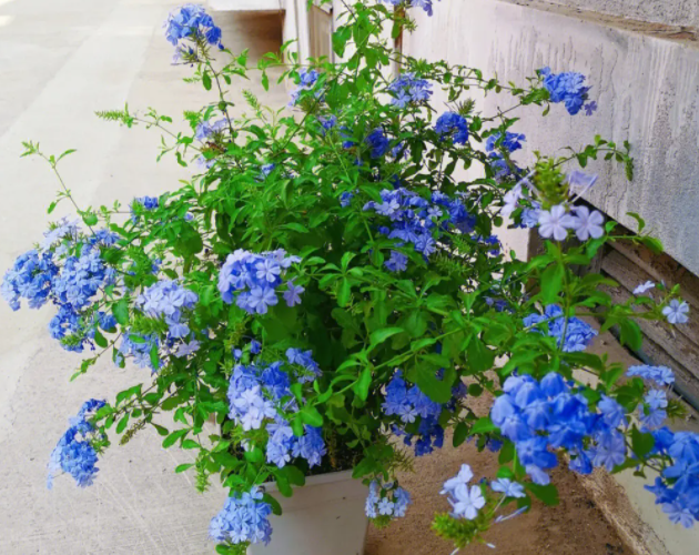 蓝雪花九月份可以种吗