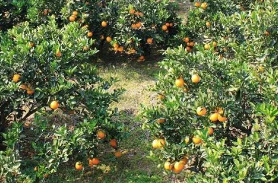 橘子树怎么种植