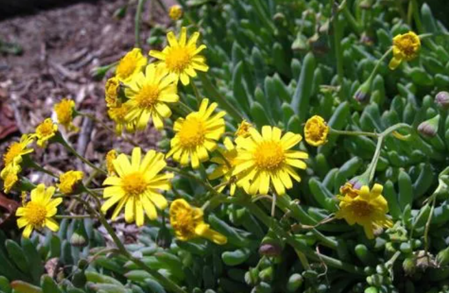 黄花新月的养殖方法