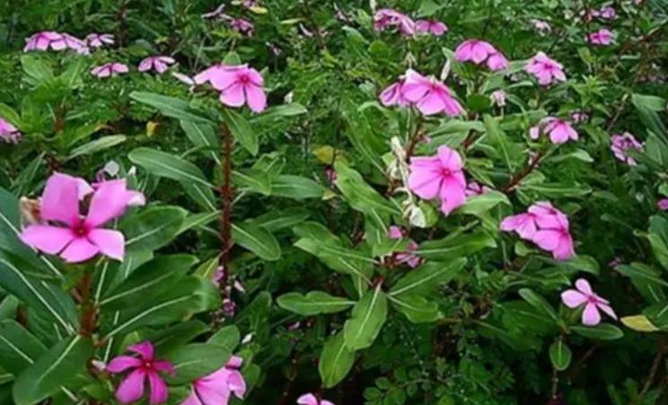 长春花种子什么时候采集