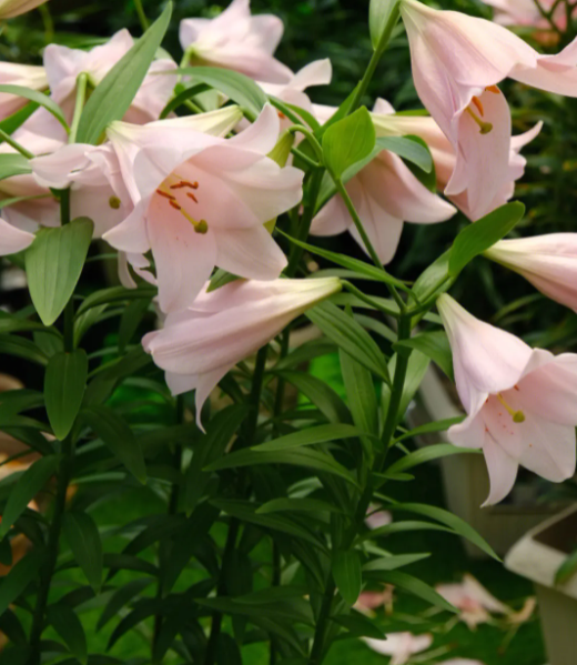 百合花的生长环境和特征