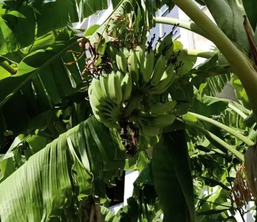 香蕉树为什么要砍断