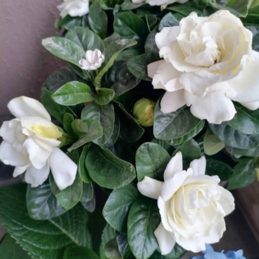 养栀子花的方法和注意事项