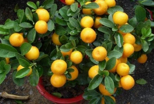 四季桔开花时怎样养殖