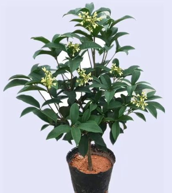 适合盆栽的桂花树是哪种