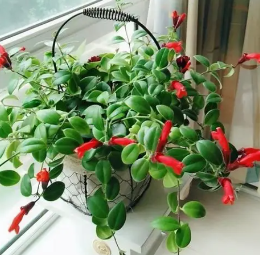 口红吊兰怎么修剪才可以开花