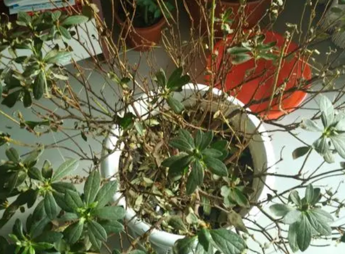 杜鹃花干叶怎么办