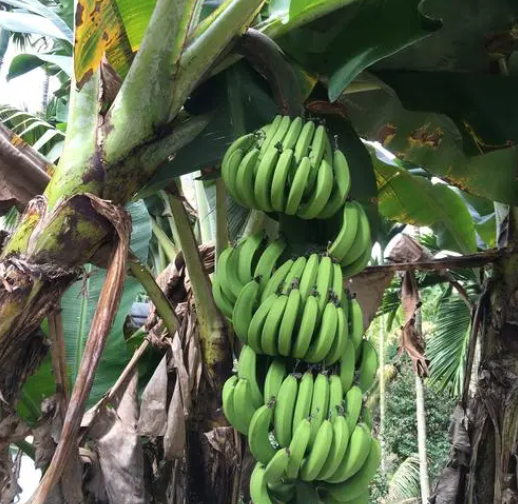 香蕉树适合在家庭院里养吗