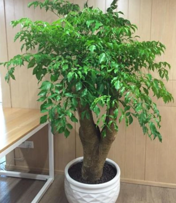 富贵树的养殖方法和注意事项盆栽