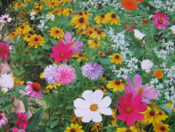 四季野花播种温度要求