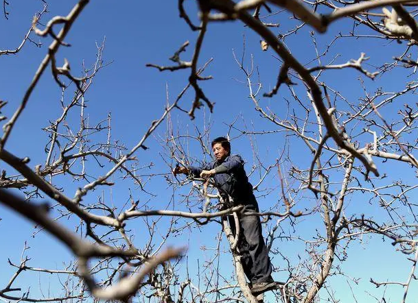 梨树剪枝的方法