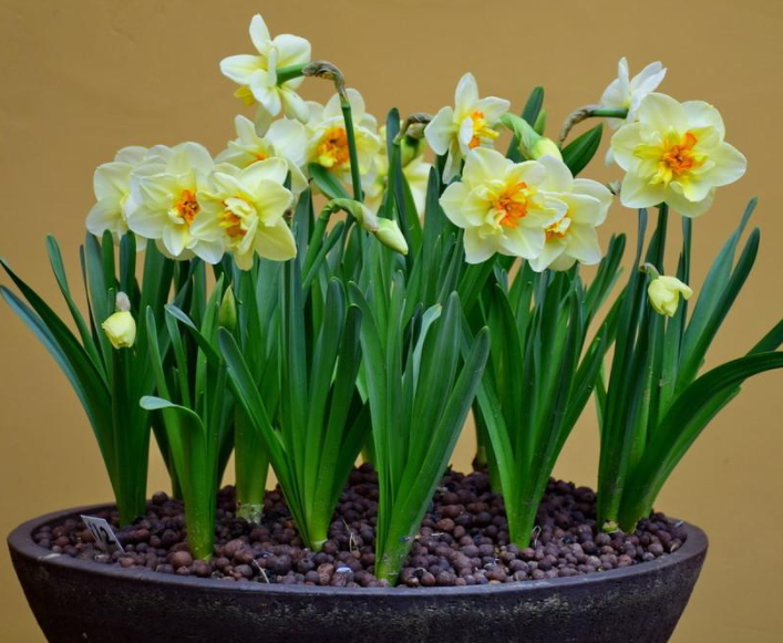 荷兰水仙花怎么养土培