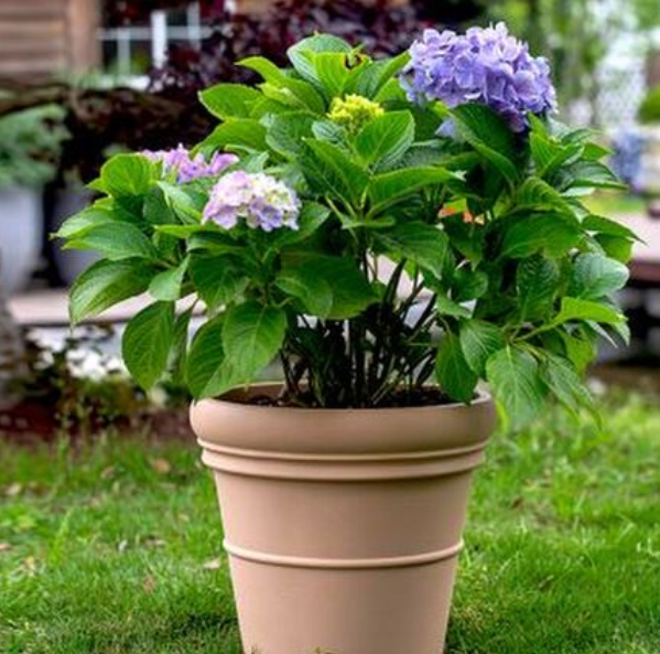 家里养绣球花吉不吉利