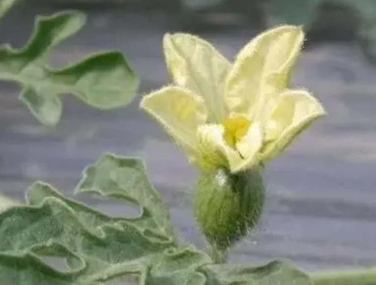 西瓜伸蔓到开花要多久