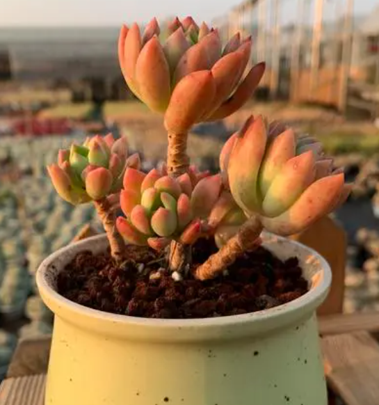 马库斯多肉的花语和寓意