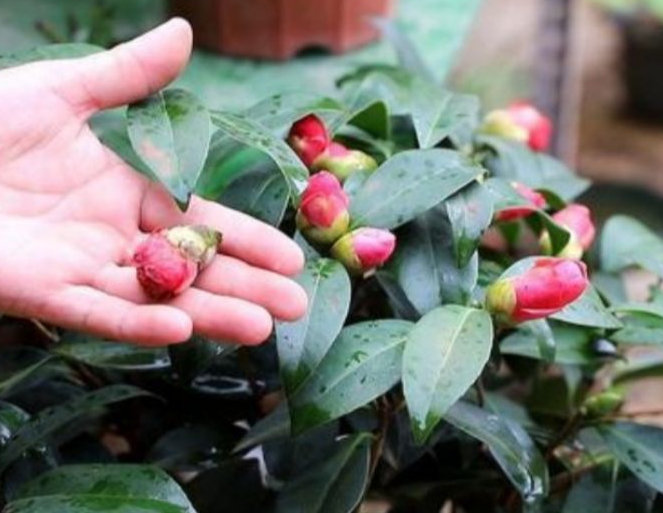 茶花为什么掉花苞