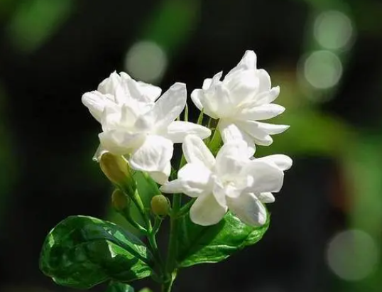 茉莉花用硫酸亚铁还是磷酸二氢钾