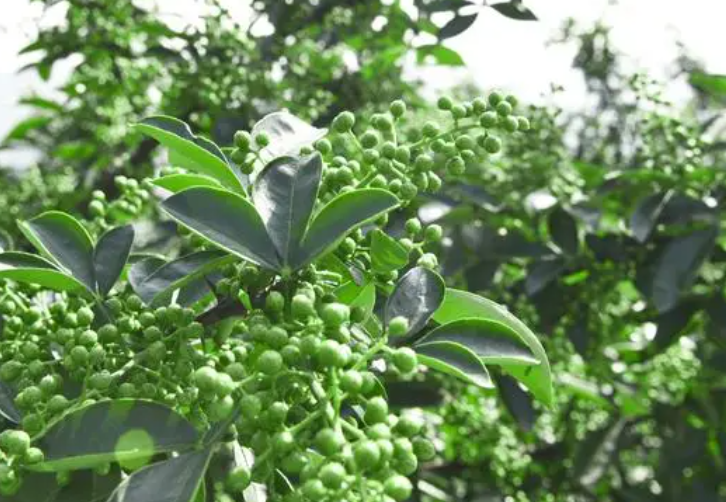 花椒树主枝多长短截