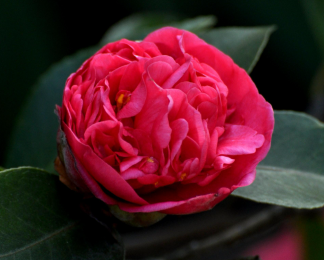 大头茶花怎么养