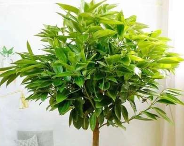 平安树需要打顶吗