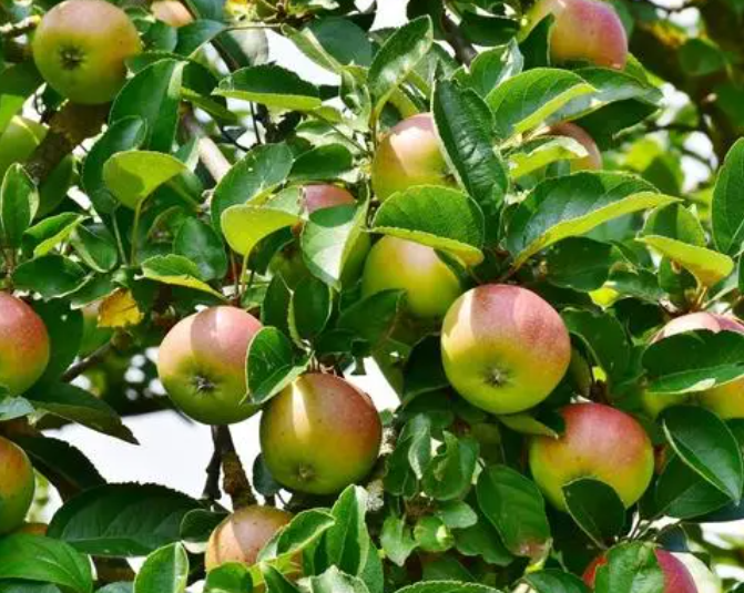 北方院子里种什么果树最好