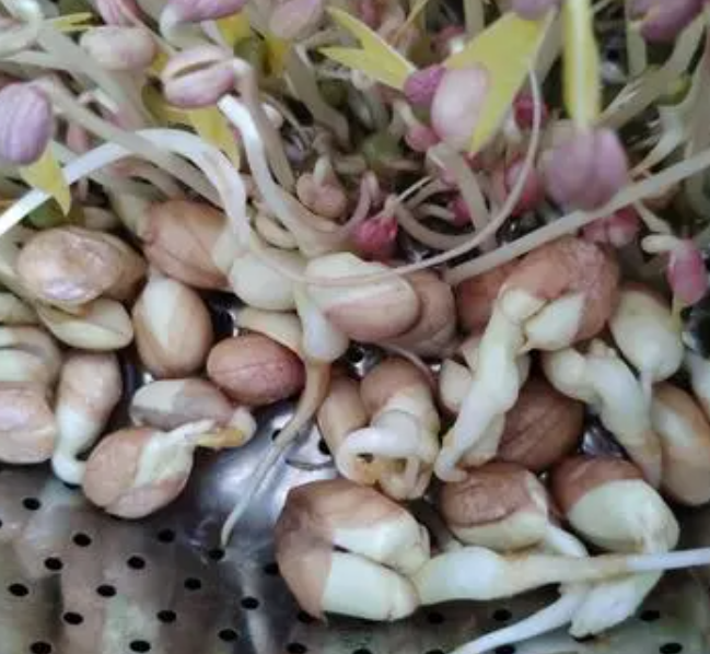 花生发芽的过程记录如何