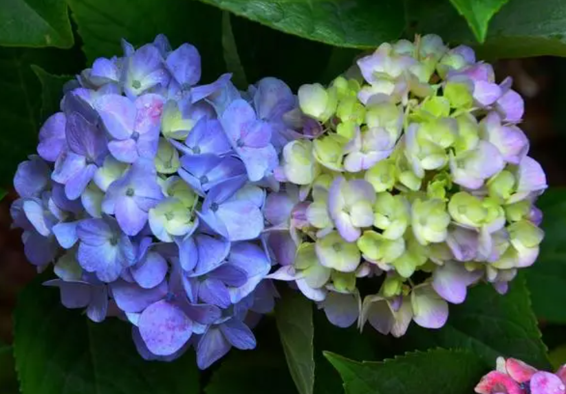 绣球花扦插最佳时间是什么时候