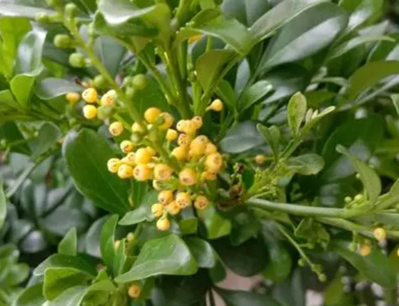 米兰花泡根方法小秘诀是什么