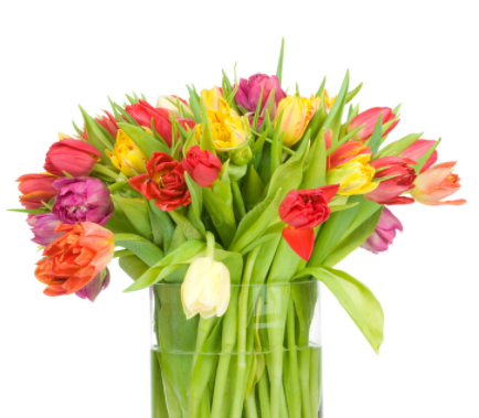 郁金香鲜花插水怎么养