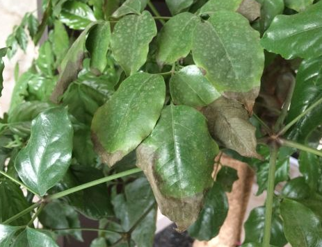 富贵树叶子长白斑怎么办