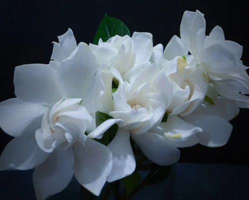 栀子花的种植方法和技巧是什么