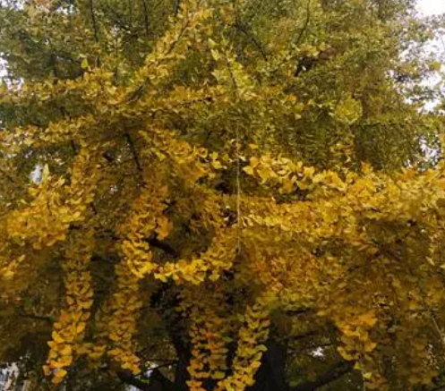 银杏树刚发芽的样子如何呢