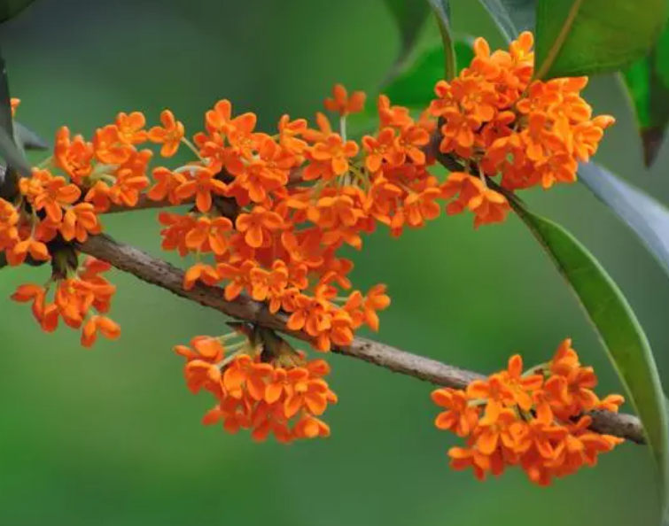 桂花可以浇啤酒吗